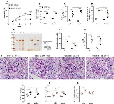 DNA methylation enzymes in the kidneys of male and female BTBR ob/ob mice